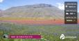 Fioritura di Castelluccio verso il tramonto